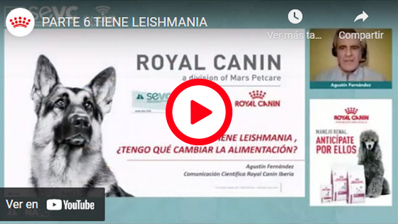 Animais com Leishmaniose: É necessário mudar a alimentação? – Agustín Fernández