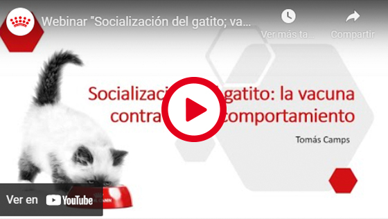 SOCIALIZACIÓN DEL GATITO: VACUNA CONTRA EL MAL COMPORTAMIENTO