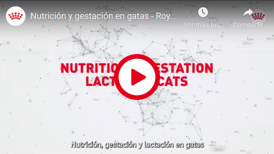 Nutrição, gestação e lactação nas gatas